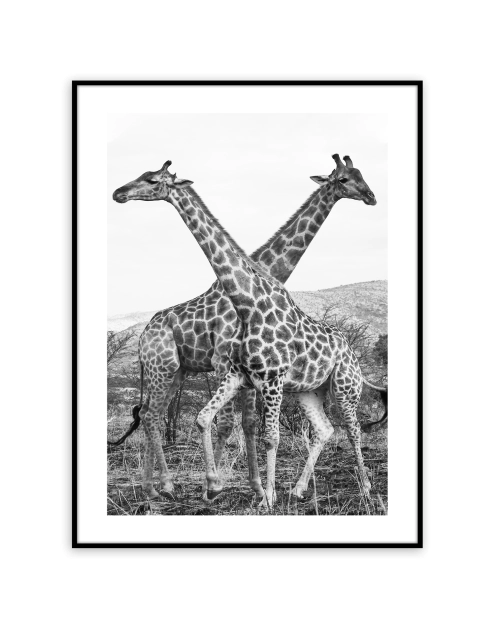 Zdjęcie: Obraz Artbox Digi 50x70 cm Ab042 Giraffe STYLER