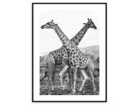 Zdjęcie: Obraz Artbox Digi 50x70 cm Ab042 Giraffe STYLER