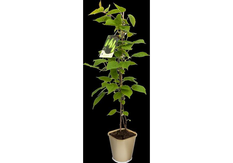 Zdjęcie: Aktinidia pstrolistna Mini Kiwi C2 CLEMATIS