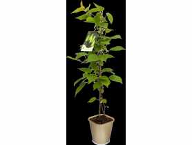 Aktinidia pstrolistna Mini Kiwi C2 CLEMATIS