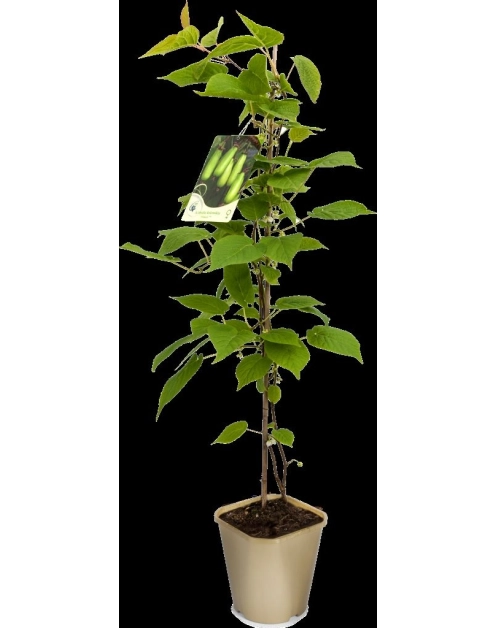 Zdjęcie: Aktinidia pstrolistna Mini Kiwi C2 CLEMATIS