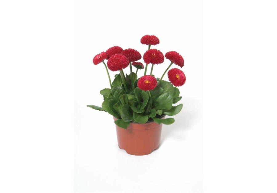 Zdjęcie: Stokrotka 9 cm CYGANEK
