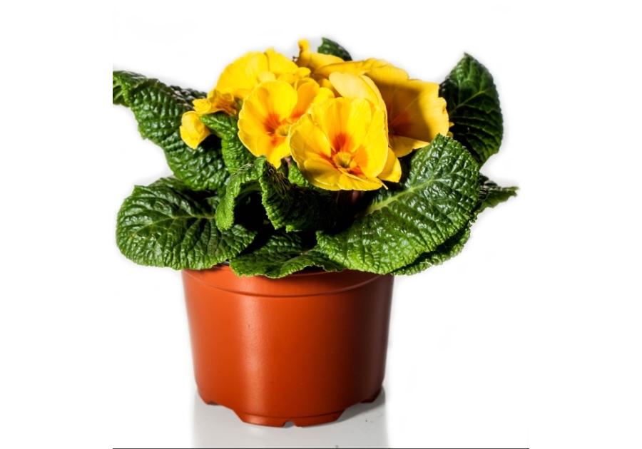 Zdjęcie: Prymula 9 cm CYGANEK