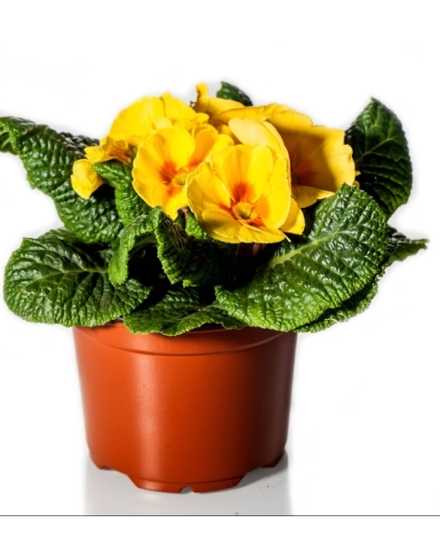 Zdjęcie: Prymula 9 cm CYGANEK