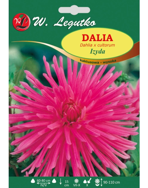 Zdjęcie: Dalia ogrodowa Izyda seria tradycyjna W.LEGUTKO