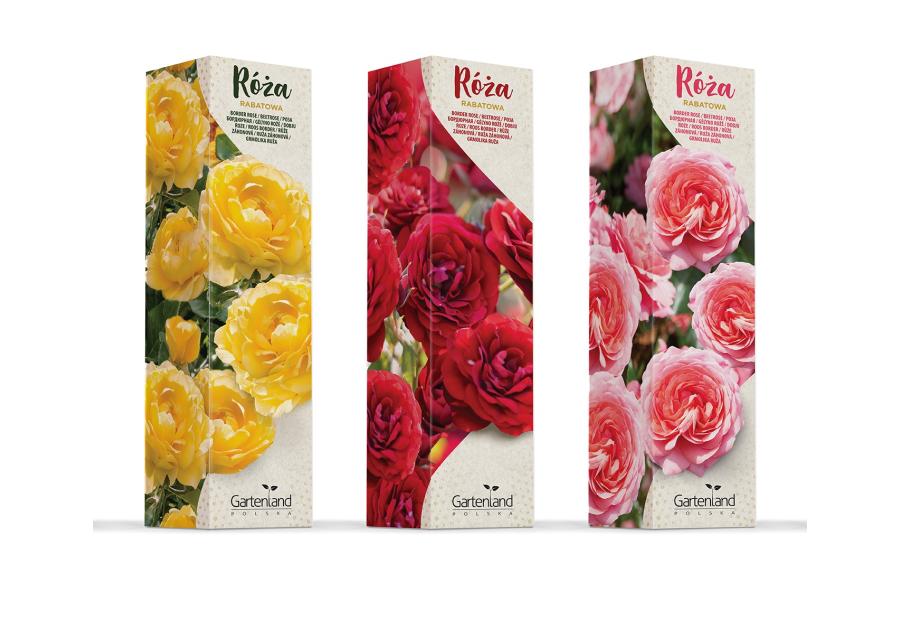 Zdjęcie: Róża rabatowa mix kolorów GARTENLAND