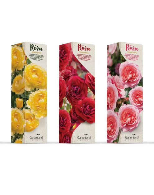 Zdjęcie: Róża rabatowa mix kolorów GARTENLAND