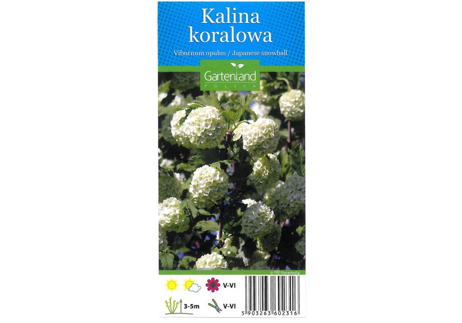 Zdjęcie: Kalina koralowa GARTENLAND