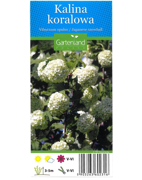 Zdjęcie: Kalina koralowa GARTENLAND