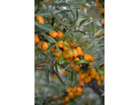 Rokitnik pospolity Friesdorfer Orange C2 CLEMATIS