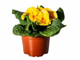 Prymula 10,5 cm CYGANEK