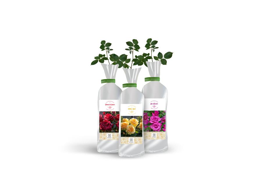 Zdjęcie: Róża rabatowa mix odmian DIPLANTS