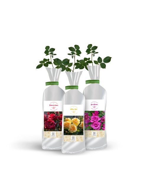 Zdjęcie: Róża rabatowa mix odmian DIPLANTS