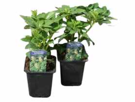 Runianka japońska P9 CLEMATIS