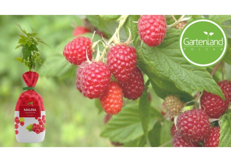 Zdjęcie: Malina czerwona GARTENLAND
