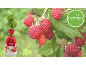 Malina czerwona GARTENLAND