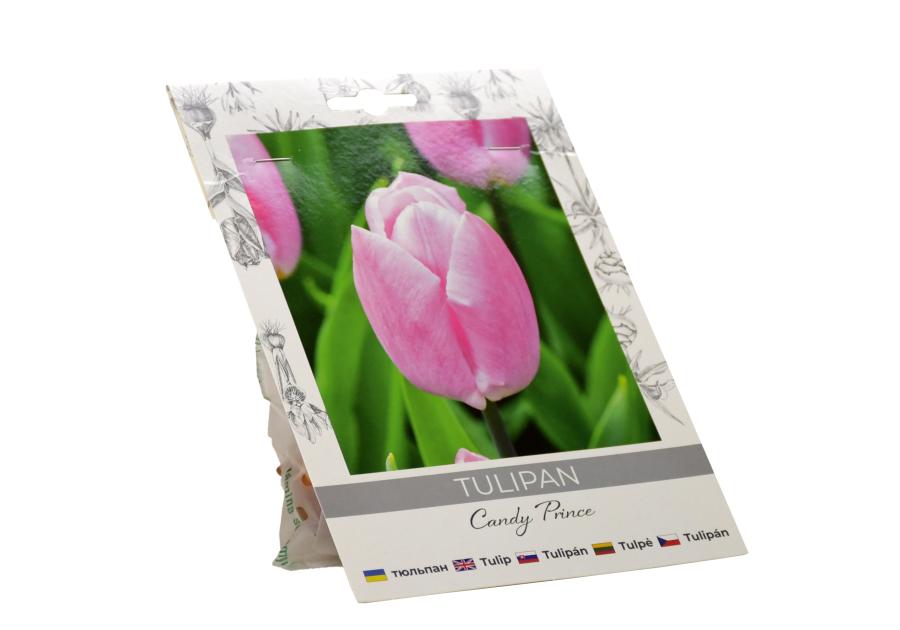 Zdjęcie: Tulipan Candy Prince W.LEGUTKO