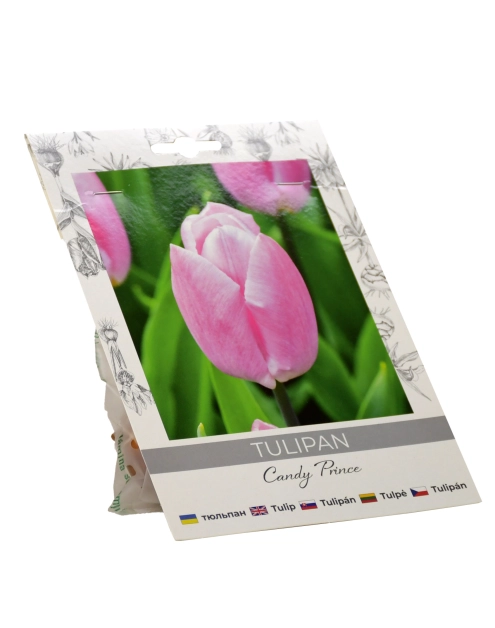 Zdjęcie: Tulipan Candy Prince W.LEGUTKO