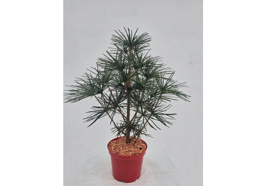 Zdjęcie: Sośnica japońska ŁAZUCCY