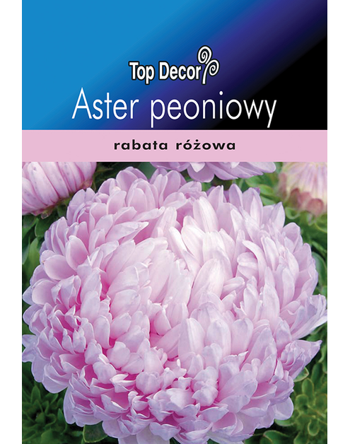 Zdjęcie: Aster peoniowy TOP DECOR