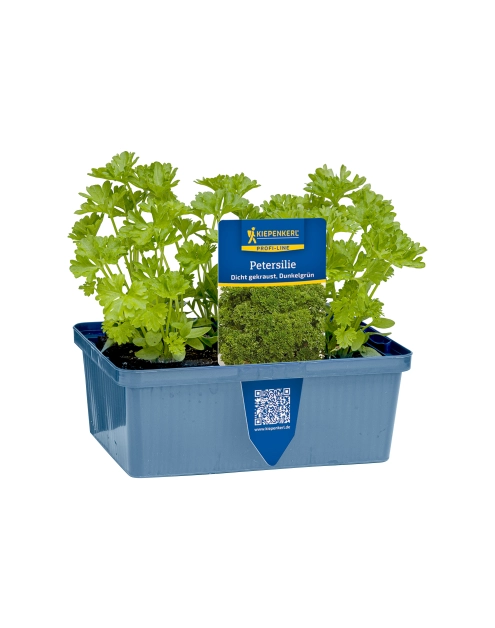 Zdjęcie: Pietruszka mix 6 szt. 4 FLOWER