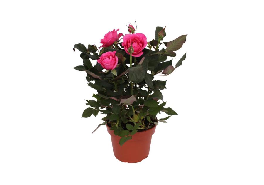 Zdjęcie: Róża doniczkowa KAMA MAŚLANKIEWICZ