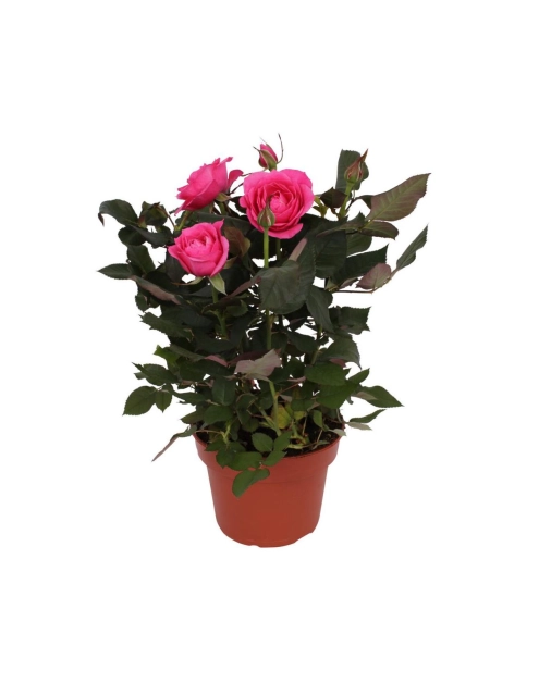 Zdjęcie: Róża doniczkowa KAMA MAŚLANKIEWICZ