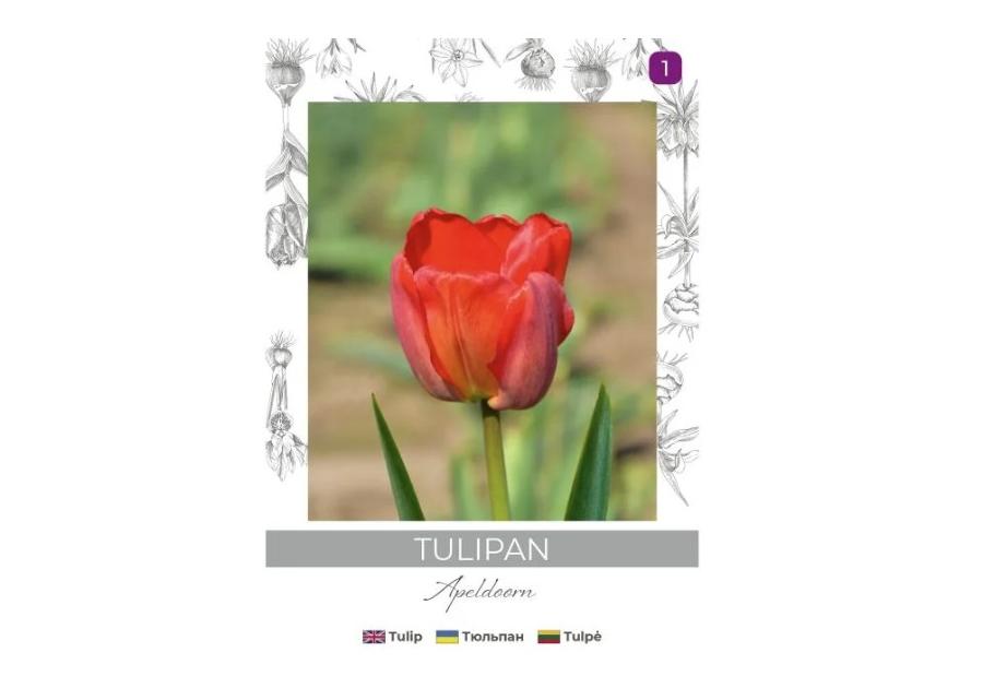 Zdjęcie: Tulipan Miranda czerwony 4 sztuki W.LEGUTKO