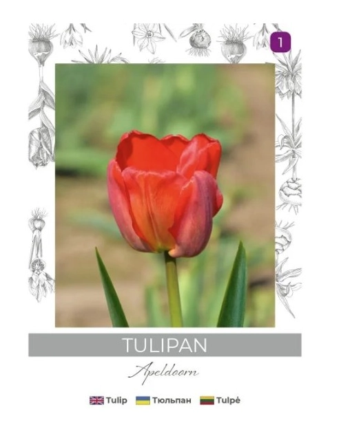 Zdjęcie: Tulipan Miranda czerwony 4 sztuki W.LEGUTKO