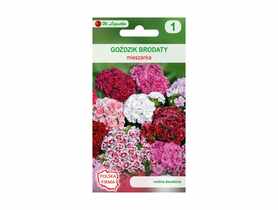 Goździk brodaty o kwiatach pojedynczych Mieszanka nasiona tradycyjne 1 g W. LEGUTKO