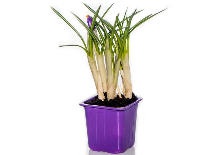 Zdjęcie: Krokus doniczkowy 7x7 cm CYGANEK