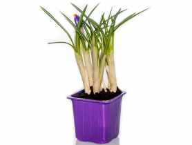 Krokus doniczkowy 7x7 cm CYGANEK