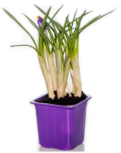 Zdjęcie: Krokus doniczkowy 7x7 cm CYGANEK