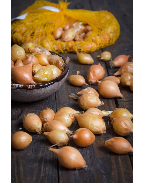 Zdjęcie: Cebula dymka Sturon 250 g LEGUTKO