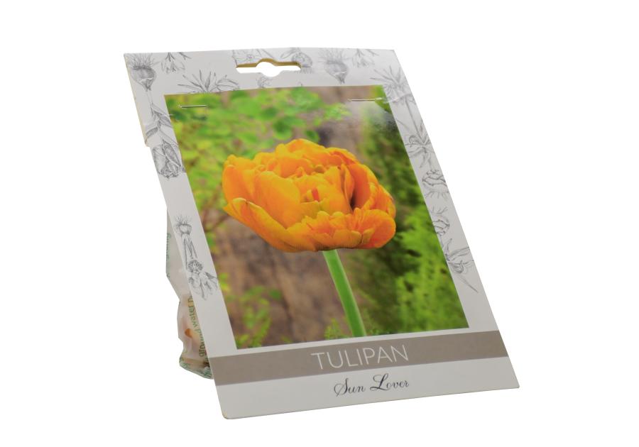 Zdjęcie: Tulipan Sunlover W.LEGUTKO