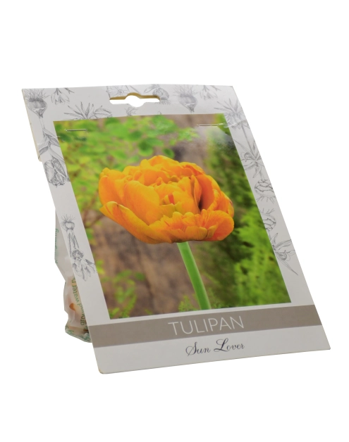 Zdjęcie: Tulipan Sunlover W.LEGUTKO