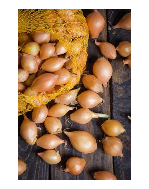 Zdjęcie: Cebula dymka Sturon 500 g LEGUTKO