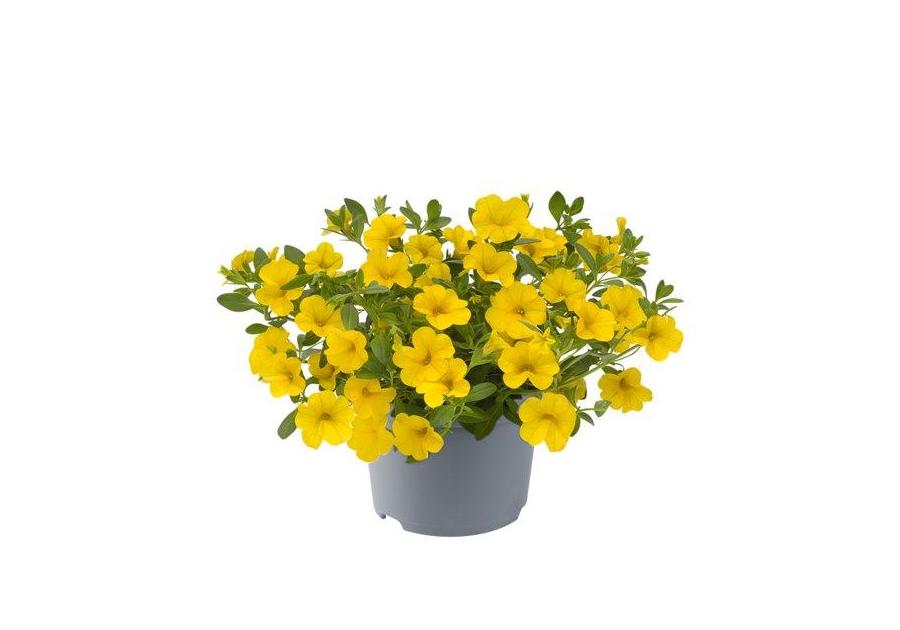 Petunia Milion Bells pojemnik P 10,5 CYGANEK