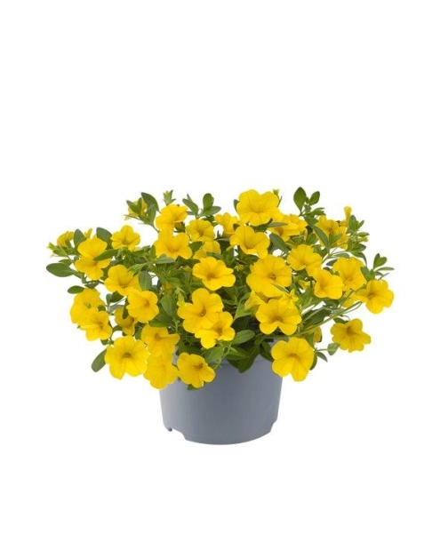 Zdjęcie: Petunia Milion Bells pojemnik P 10,5 CYGANEK