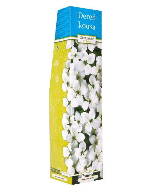 Zdjęcie: Dereń Kousa GARTENLAND