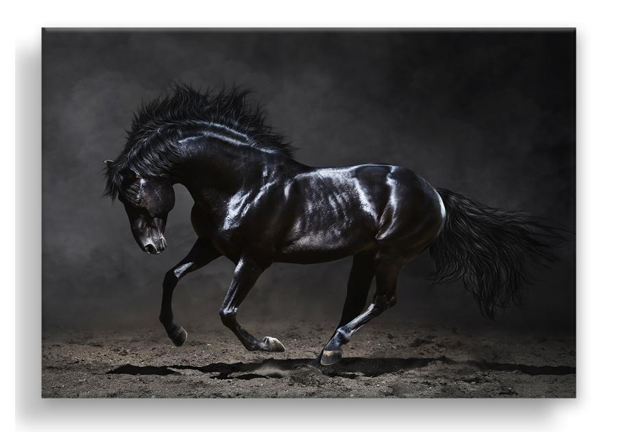 Zdjęcie: Obraz Canvas Silver1 85x113x2,8 cm Ex511 Black Horse STYLER