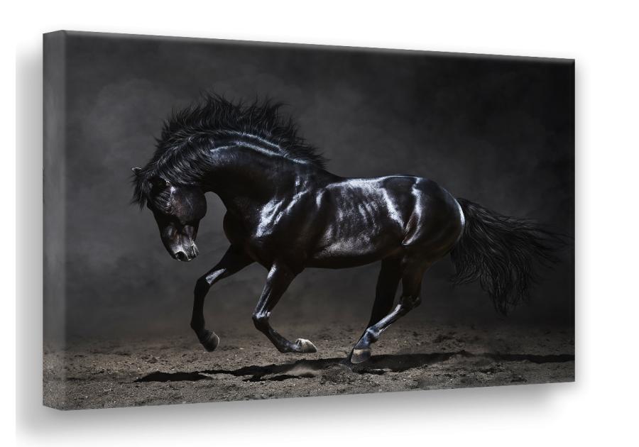 Zdjęcie: Obraz Canvas Silver1 85x113x2,8 cm Ex511 Black Horse STYLER