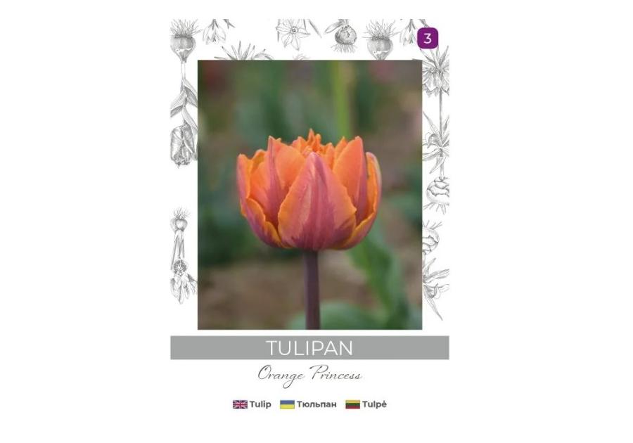 Zdjęcie: Tulipan Orange Princess pomarańczowy 3 sztuki W.LEGUTKO