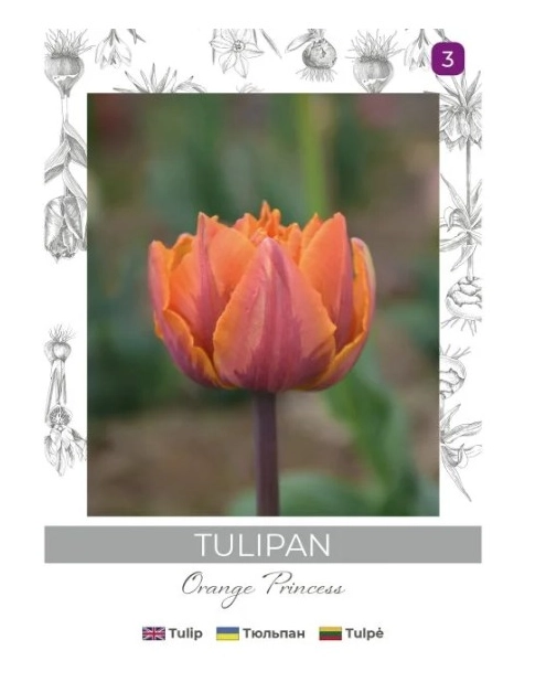 Zdjęcie: Tulipan Orange Princess pomarańczowy 3 sztuki W.LEGUTKO