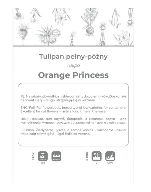 Zdjęcie: Tulipan Orange Princess pomarańczowy 3 sztuki W.LEGUTKO