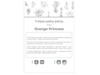 Zdjęcie: Tulipan Orange Princess pomarańczowy 3 sztuki W.LEGUTKO