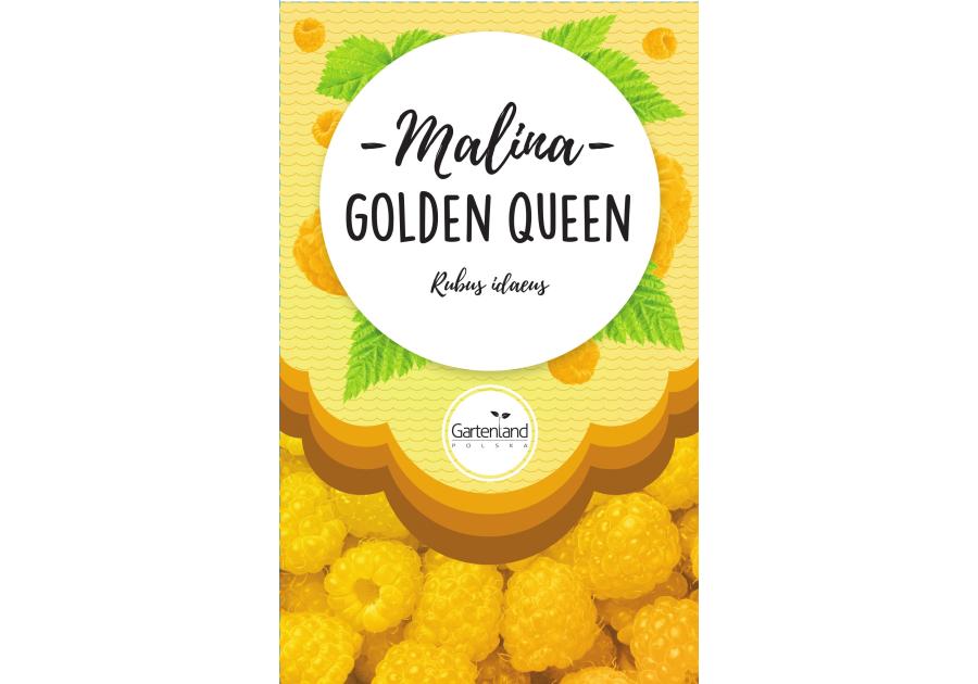 Zdjęcie: Malina żółta Golden Queen GATTENLAND