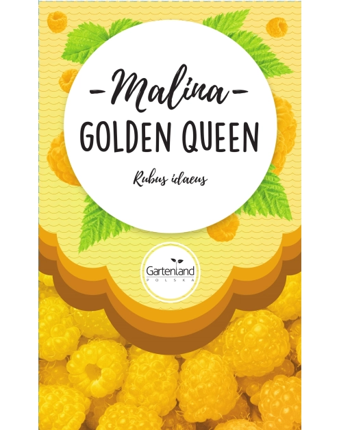 Zdjęcie: Malina żółta Golden Queen GATTENLAND