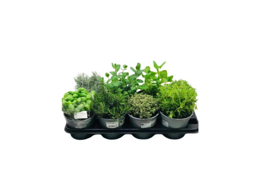 Zdjęcie: Zioła w doniczkach 14 cm mix KAMA