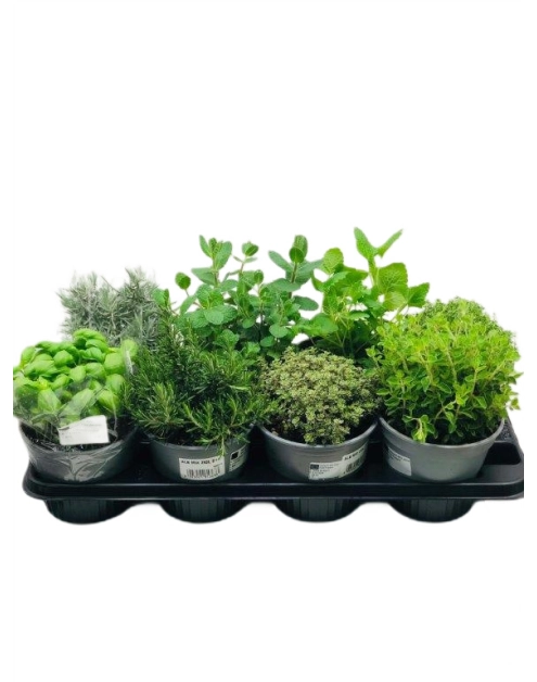 Zdjęcie: Zioła w doniczkach 14 cm mix KAMA